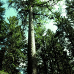 Charakteristika – základní informace o lesní správě